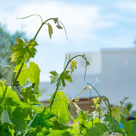Masseria Cippone